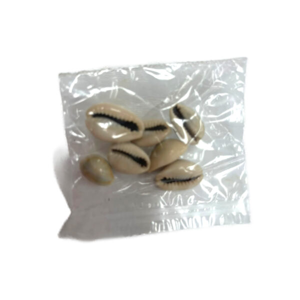 Kawdi Shell